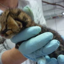 Vet with wildlife