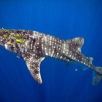 Beautiful encounters with whale sharks occur mostly between Sept-Jan