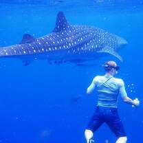 Volunteers snorkel or if comfortable, skin dive to collect data on whale sharks