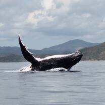 a variety of species of whales and dolphins are seen throughout the year