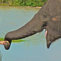 Bathe and feeding the elephants at the Elephant Sanctuary Program