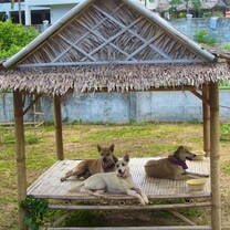 Work at the shelter and help take care for abandoned street dogs and cats 