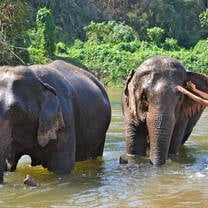 Elephants get their daily bath by the river with the help of volunteers