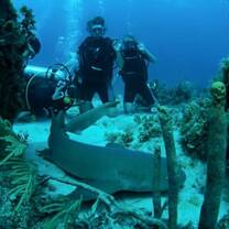 Marine Life