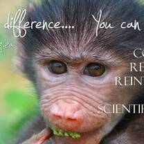 Wildlife Volunteering in Africa with Primates