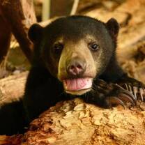Sun Bear Cub