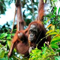 Orangutan conservation in Malaysia