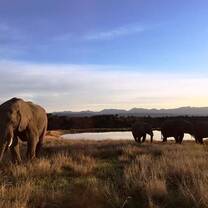 Elephants roaming freely in controlled parkland 