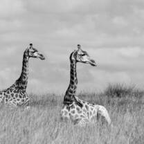 Giraffes!