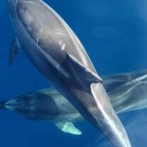 Dolphins swim under our boat