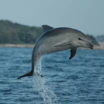 A dolphin jumps to see the researchers better