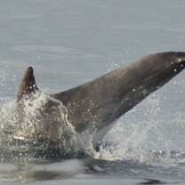 Leap for joy!