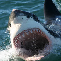 A "singing" great white in Gansbaai!