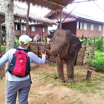 Elephant refugee camp in Thailand