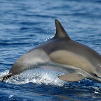 common dolphin