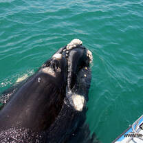 Southern Right Whales visit our shores from June - December each year.