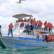 Our stable, aluminium vessel, Dream Catcher is used for whale watching trips.