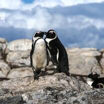 The endangered African penguin on Dyer Island