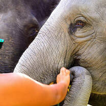 Incredible elephant volunteer opportunities with Starfish Volunteers.