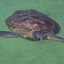 Marine Turtle Conservation Program in Zanzibar