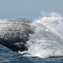 HumpBack Whale Migration June to November