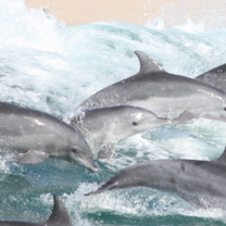 Dolphins of Ponta Surfing it up.