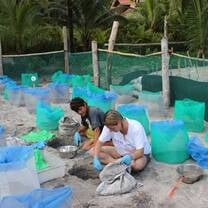 Turtle conservation volunteering in Costa Rica