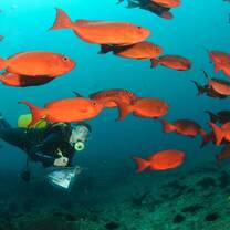 Marine volunteering Mozambique