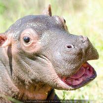 baby, hippo, rehabilitation