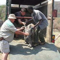 rhino, infant, baby, rehabilitation 