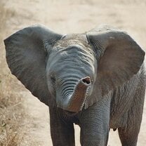 GVI: Wildlife Conservation Volunteering