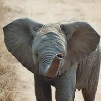 GVI: Wildlife Conservation Volunteering