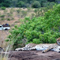 GVI: Wildlife Conservation Volunteering