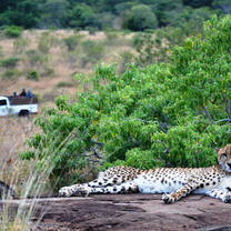 GVI: Wildlife Conservation Volunteering