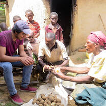 Volunteering in Uganda for mountain gorillas conservation