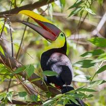 Toucan 