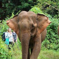 Elephant Conservation in Cambodia
