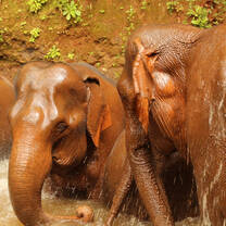 Elephant Conservation in Cambodia