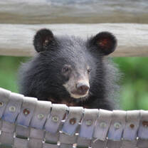 Cambodia Bear Rescue