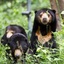 Cambodia Bear Rescue