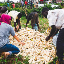 Harvesting season within the community