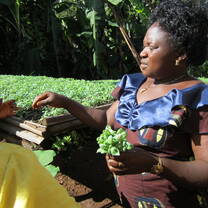 gardening