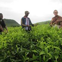 Tea plantation