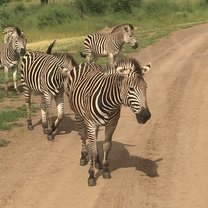 Zebra- Always around!