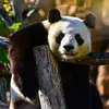 Panda CLP Header