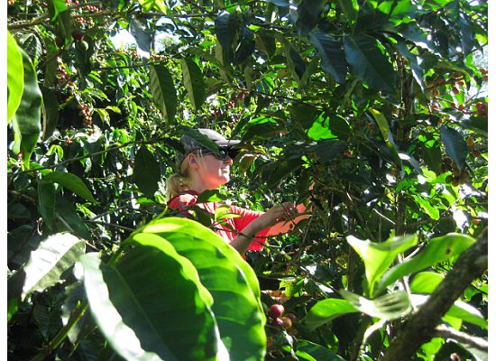 Coffee plants