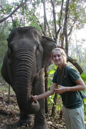 Volunteer with elephants in Thailand with GVI