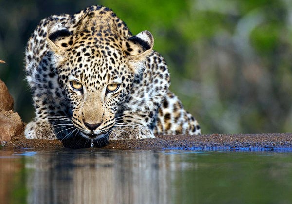 Award Winning Endangered Wildlife Volunteer Programs in South Africa - Wildlife ACT | Go Overseas Award Winning Endangered Wildlife Volunteer Programs in South Africa - Wildlife ACT | Go Overseas