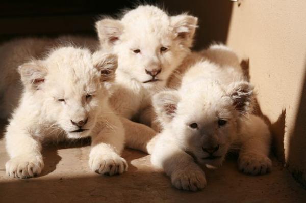 South Africa Big Cat Animal Rescue Namibia Wildlife Sanctuary