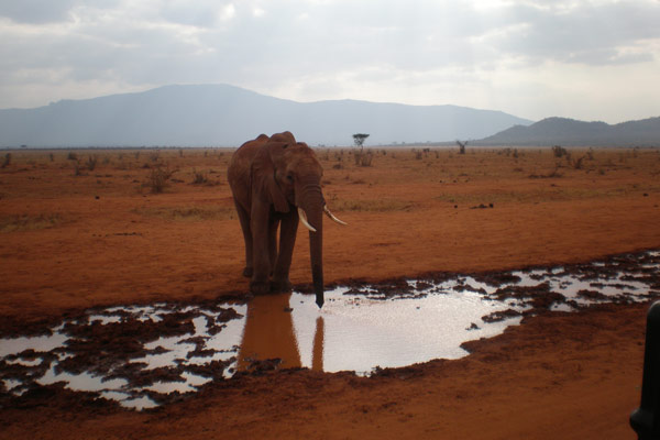 Elephant in Kenya